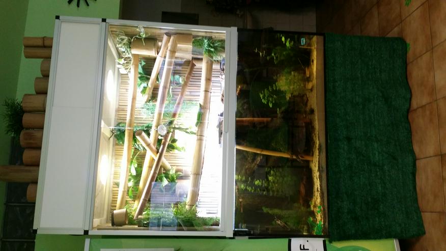 Bild 17: Paludarium / Aquaterrarium