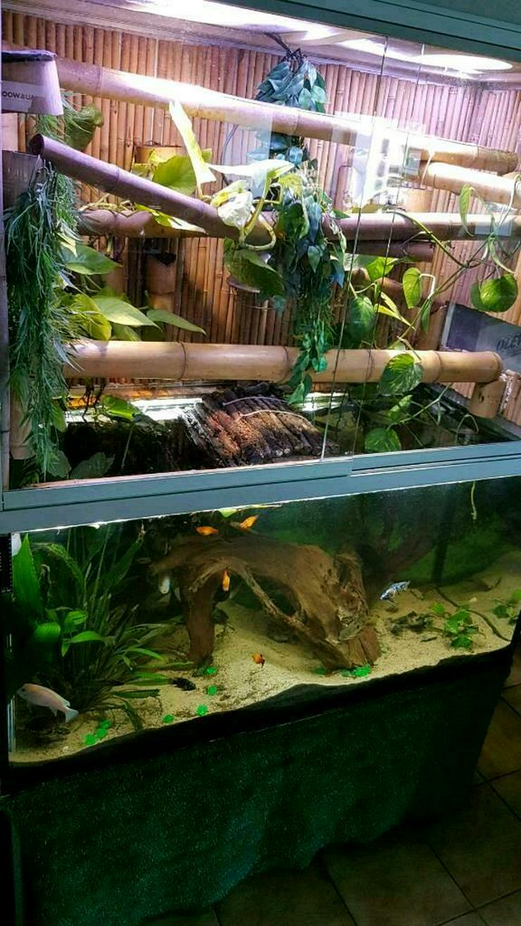 Bild 7: Terrarium mit großem Wasserteil /Paludarium