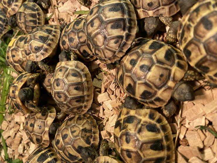 Griechische Landschildkröten NZ 2020 mit CITES-Bescheinigung - Schildkröten - Bild 2