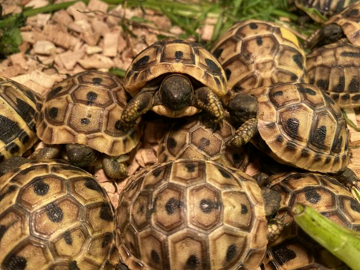 Griechische Landschildkröten NZ 2020 mit CITES-Bescheinigung - Schildkröten - Bild 4