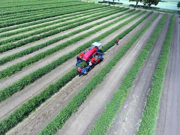 Bild 7: selbstfahrende Beeren Erntemaschine OSKAR 4WD - JAGODA JPS