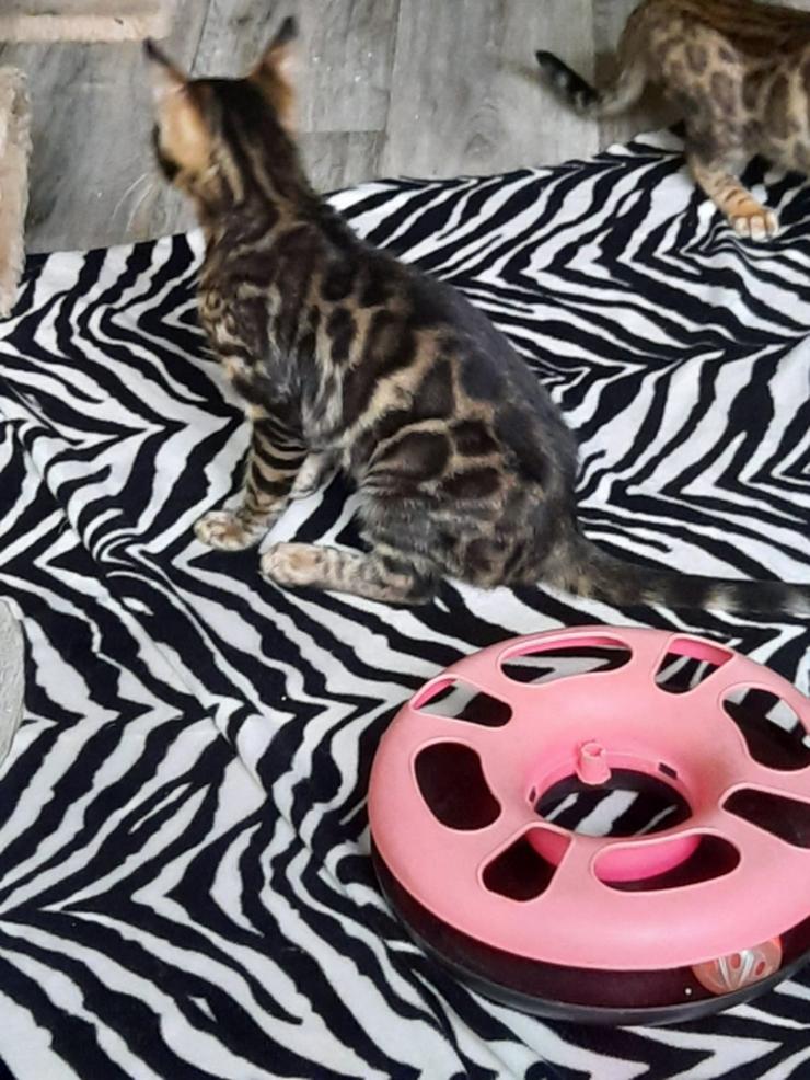 Bengal Kater Jabeur süßer Charmeur - Rassekatzen - Bild 8