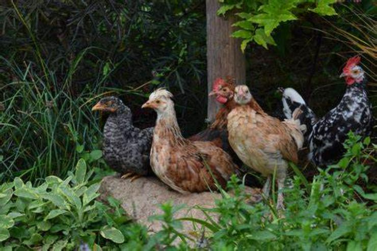 Bild 4: Jetzt vorbestellen März April abholen, Biete aus Naturbrut Nachzucht Vorwerk Hühner, Marans Grünleger mit Bio Futter herangezüchtet, Rassegeflügel keine Hybride!  