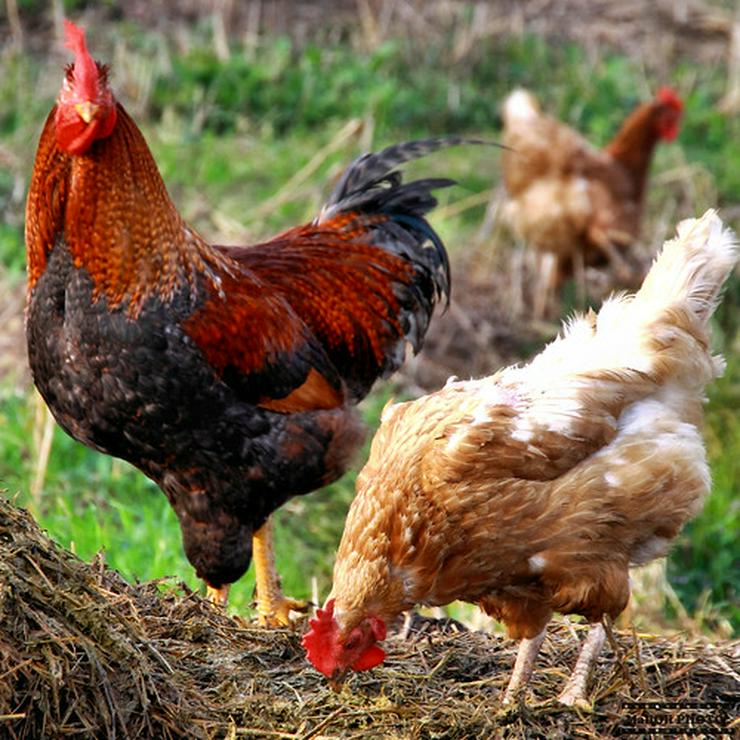 Jetzt vorbestellen März April abholen, Biete aus Naturbrut Nachzucht Vorwerk Hühner, Marans Grünleger mit Bio Futter herangezüchtet, Rassegeflügel keine Hybride!   - Hühner & Puten - Bild 2