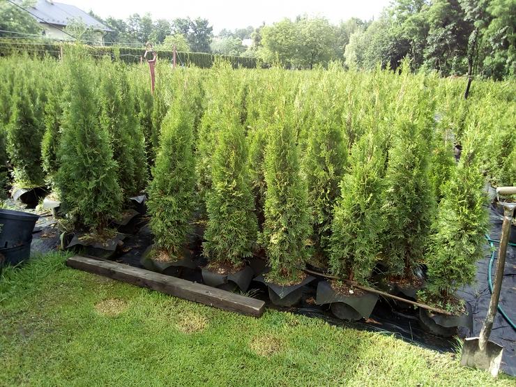 Bild 2: Lebensraum Thuja Smaragd Hecke Branant ab 4 €