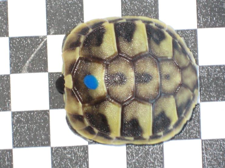 Landschildkröten - Thb - PS-ZW