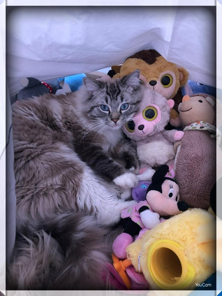 Wunderschöner reinrassiger Ragdoll Deckkater  - Rassekatzen - Bild 12