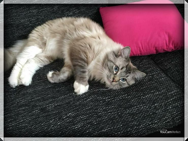 Wunderschöner reinrassiger Ragdoll Deckkater  - Rassekatzen - Bild 11