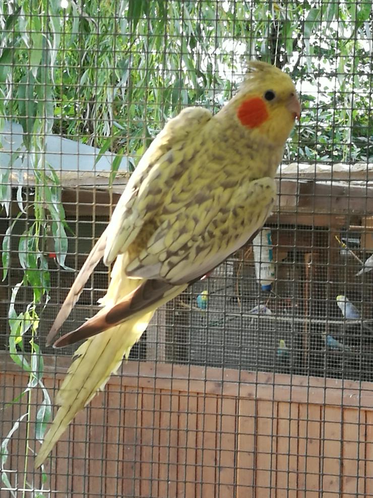 Bild 4: Nymphensittiche-Standard-Wildfarbig, junge-ältere auf Tel.Anfrage