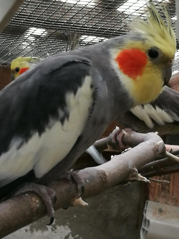 Nymphensittiche-Standard-Wildfarbig, junge-ältere auf Tel.Anfrage