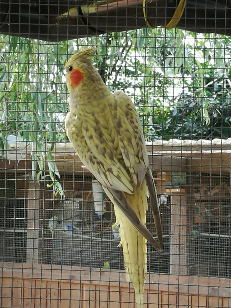 Bild 3: Nymphensittiche-Standard-Wildfarbig, junge-ältere auf Tel.Anfrage