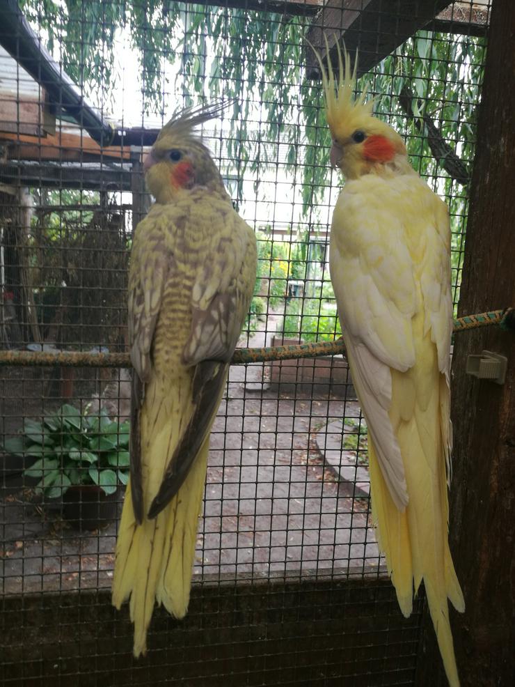 Bild 2: Nymphensittiche-Standard-Wildfarbig, junge-ältere auf Tel.Anfrage