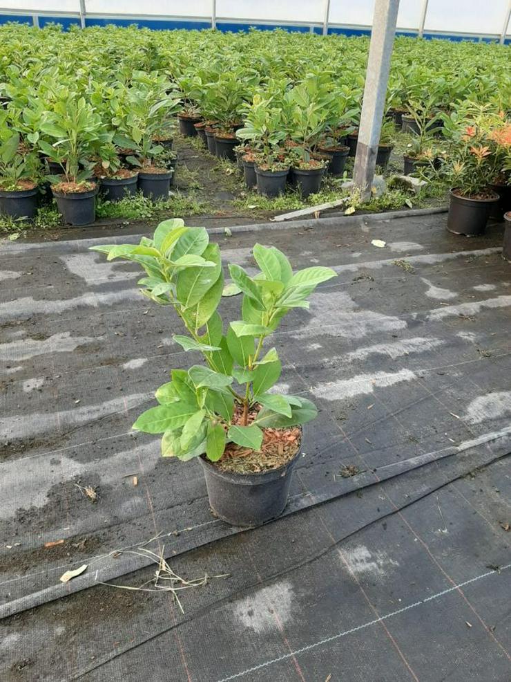 Lorbeerkirsche "Rotundifolia'' 30-50cm Topf 2L