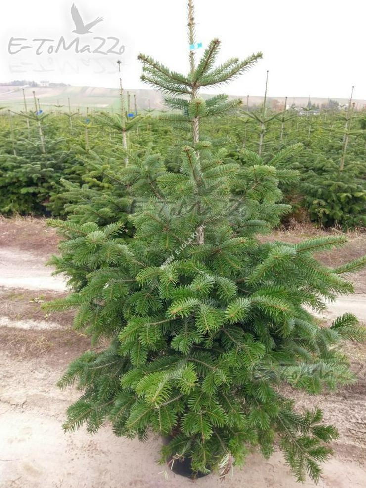 KAUKASISCHE TANNE - ein Weihnachtsbaum 100-120 cm Topf