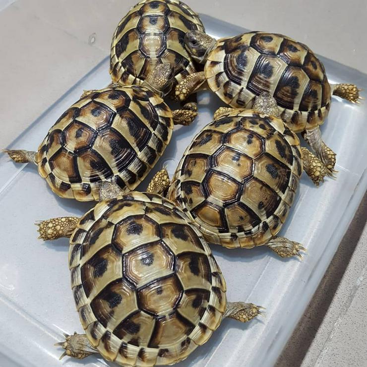 Ost Hermanns Schildkröte zu verkaufen - Weitere Reptilien & Amphibien - Bild 1