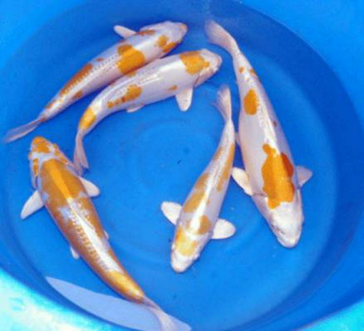 Bild 4: Biotopfische, Koi, Teichfische, Störe, Muscheln, Krebse, Schnecken // Fa.Fördefisch