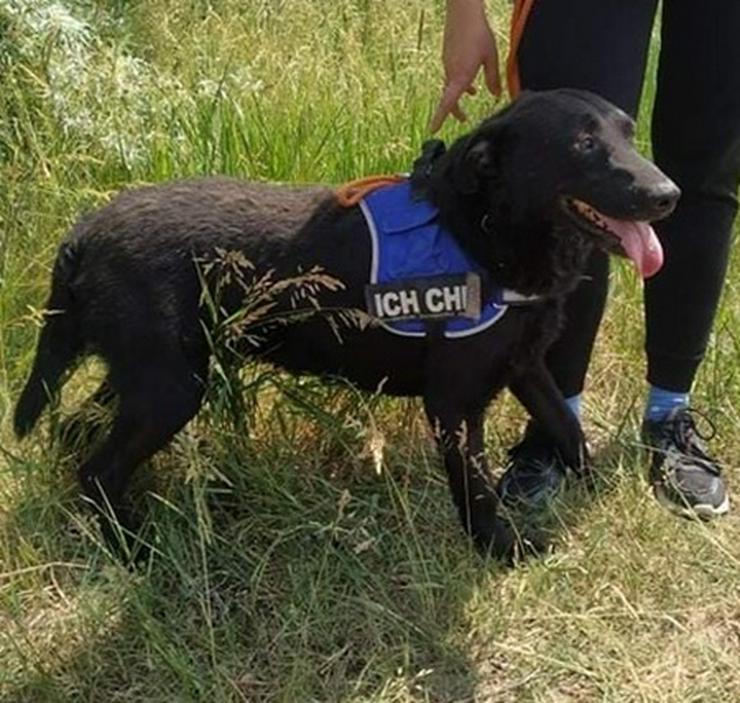 Bild 5: BENI - 49 cm - SÜSSER SCHMUSER SUCHT! (aus dem Tierschutz)