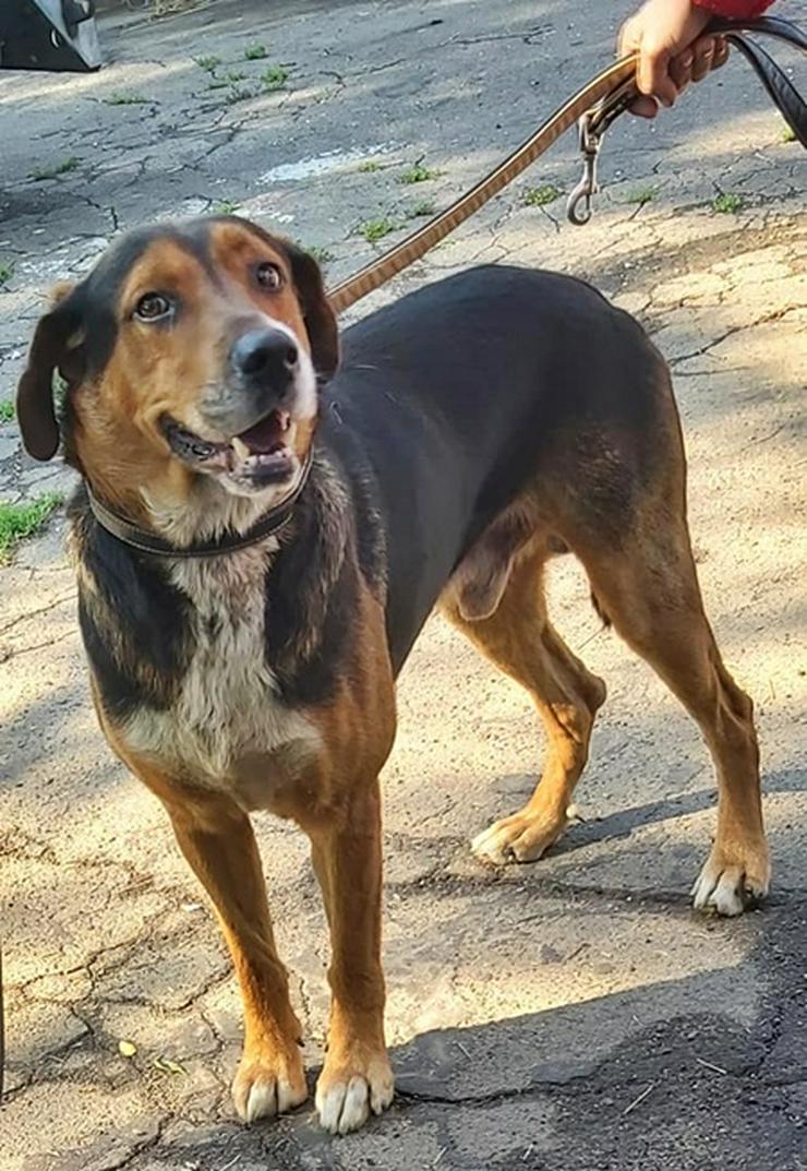 Bild 2: BERTI  - 63 cm - HÜBSCHER RÜDE IN NOT! ( aus dem Tierschutz)