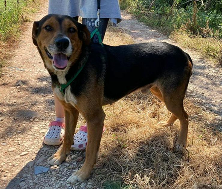 Bild 5: BERTI  - 63 cm - HÜBSCHER RÜDE IN NOT! ( aus dem Tierschutz)