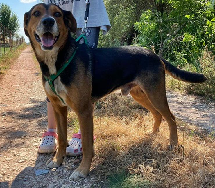 Bild 6: BERTI  - 63 cm - HÜBSCHER RÜDE IN NOT! ( aus dem Tierschutz)