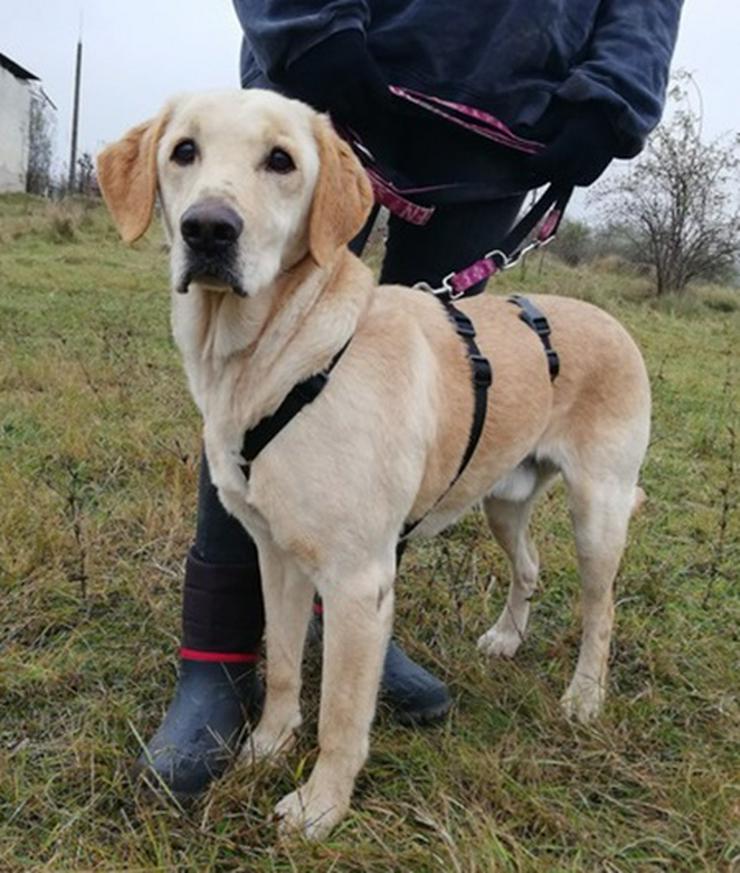 Bild 3: SAMU - 61 cm - DRINGENDERN NOTFALL! (aus dem Tierschutz)