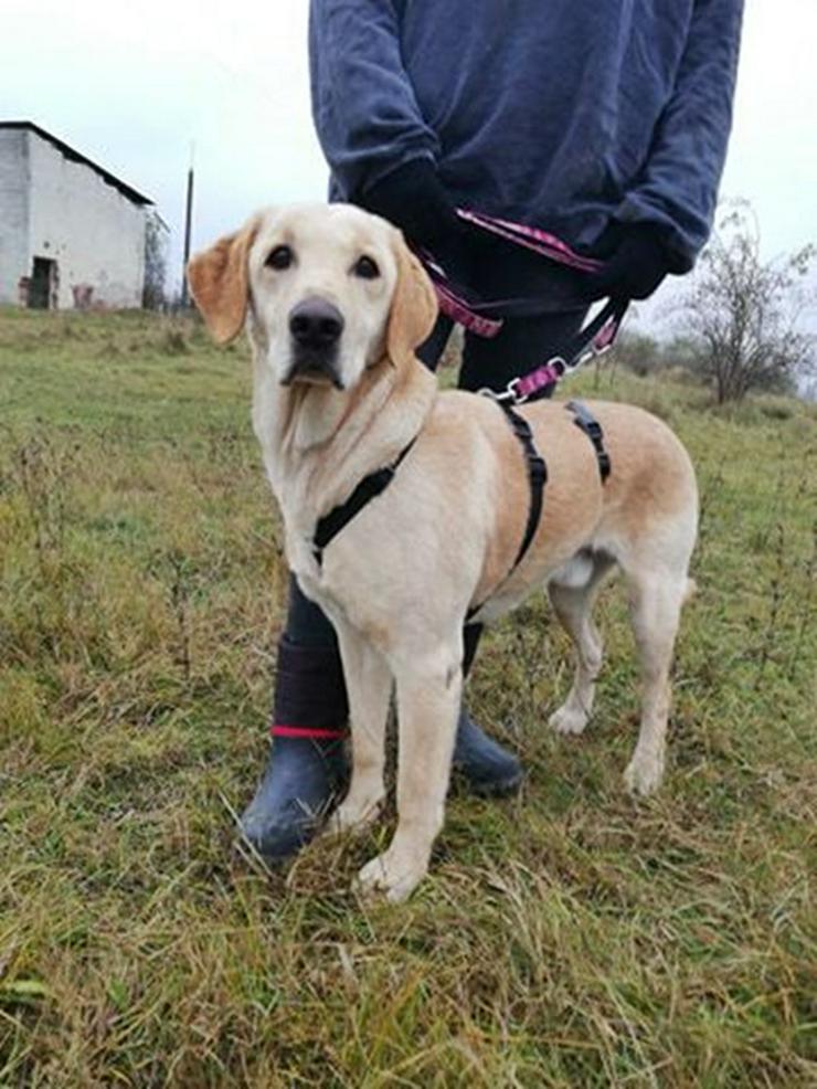 Bild 6: SAMU - 61 cm - DRINGENDERN NOTFALL! (aus dem Tierschutz)