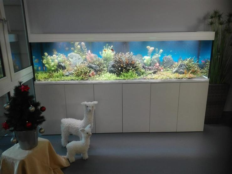 Aquarienservice Aquarienreinigung Aquarienpflege - Aqua-Andy -  - Tierbetreuung & Training - Bild 10