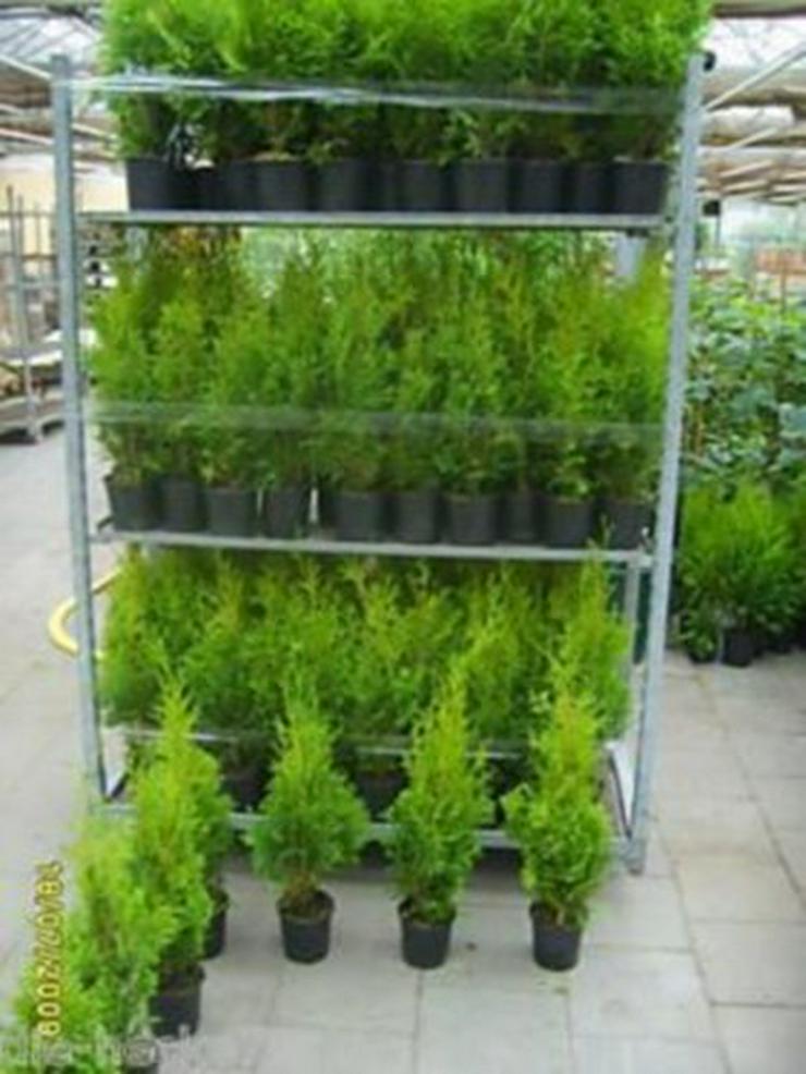 50 Stück Thuja  brabant Lebensbaum 15-30 cm - Pflanzen - Bild 1