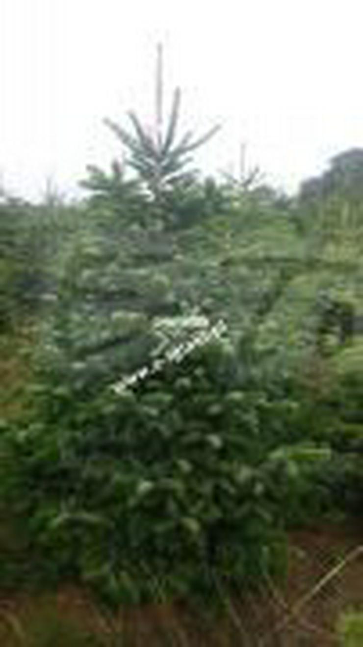 KAUKASISCHE TANNE - ein Weihnachtsbaum 180-200 cm geschnitten I KLASSE