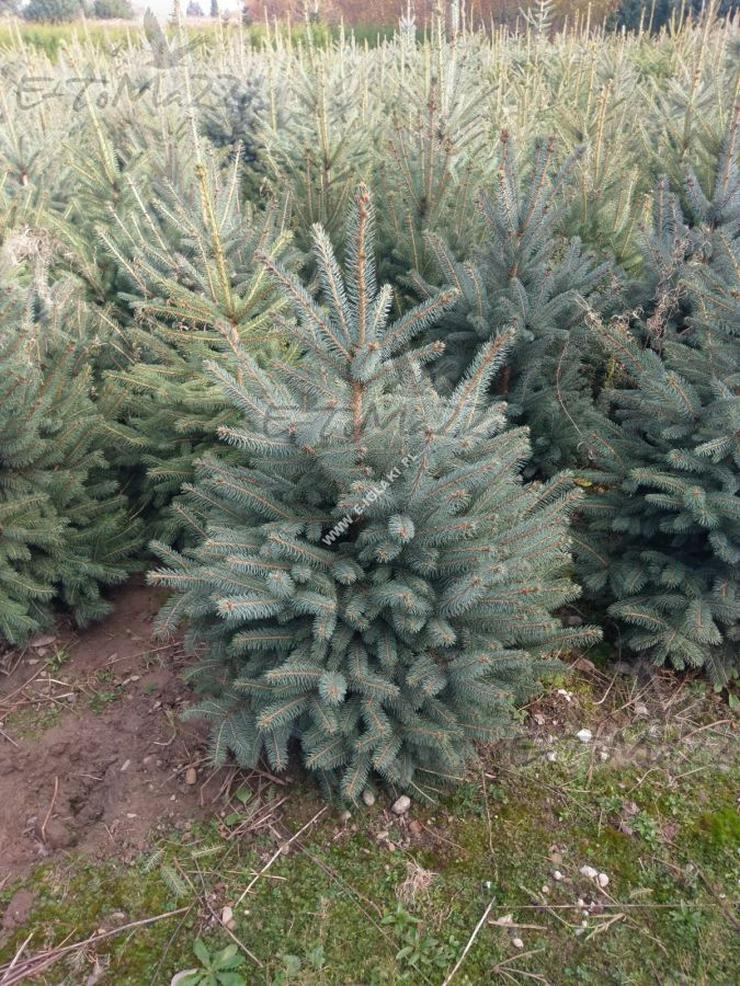 Blau Fichte Stachelig Kaibab - ein Weihnachtsbaum 80-100 cm SILVER geschnitten