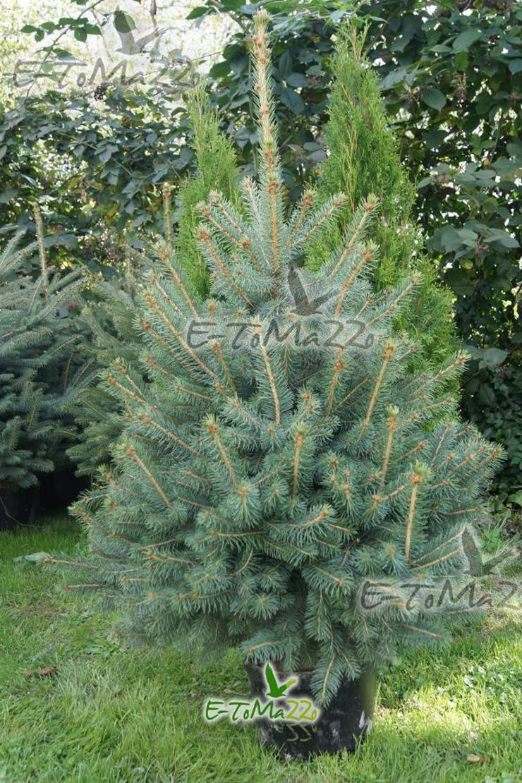 Blau Fichte Stachelig Kaibab - ein Weihnachtsbaum 120-140 cm SILVER geschnitten