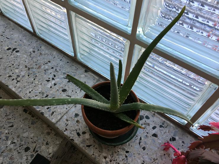 Aloe Vera Pflanzen - Weitere - Bild 5