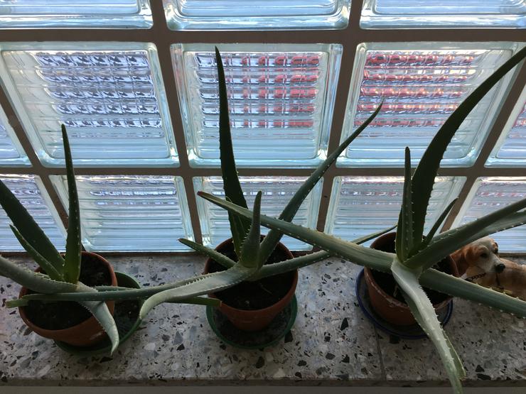 Aloe Vera Pflanzen - Weitere - Bild 4