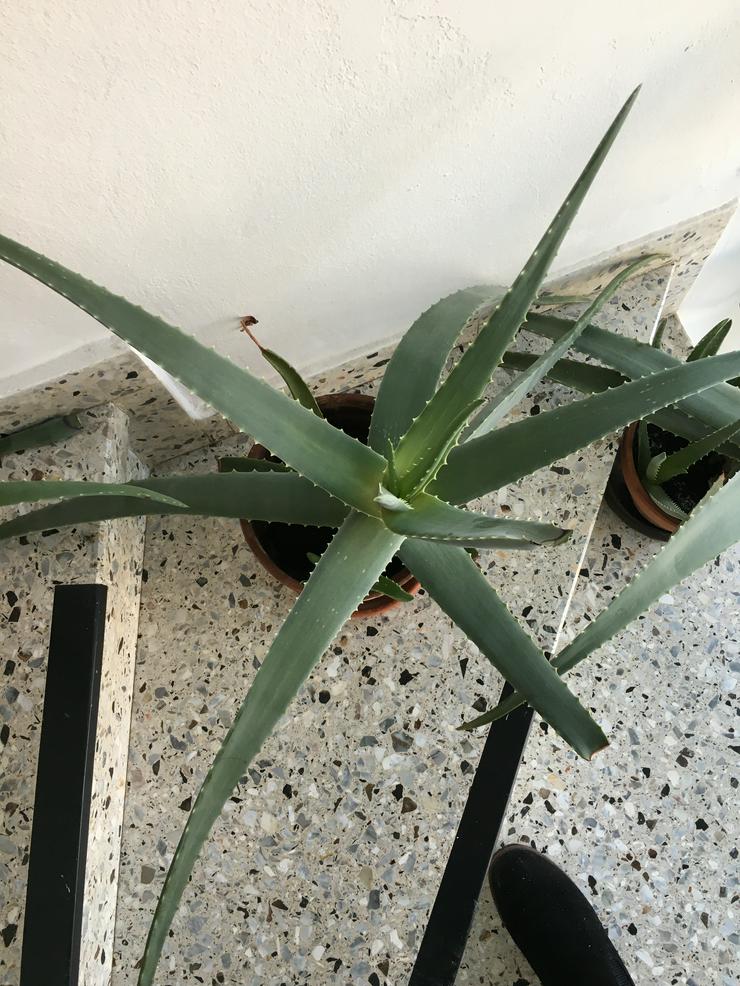 Bild 8: Aloe Vera Pflanzen