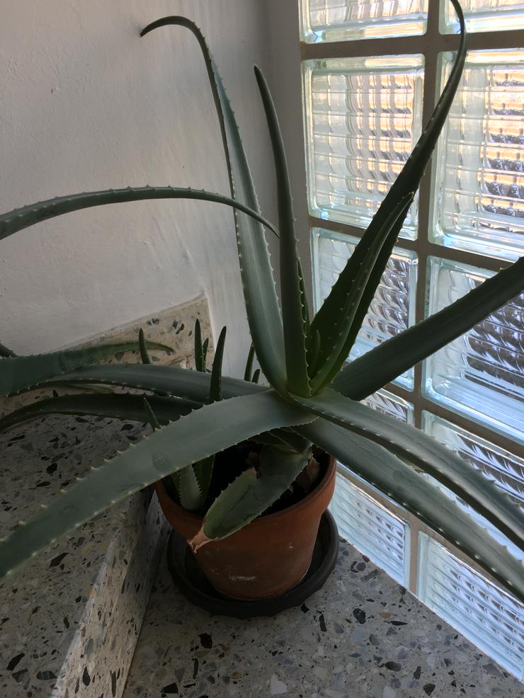Aloe Vera Pflanzen - Weitere - Bild 7