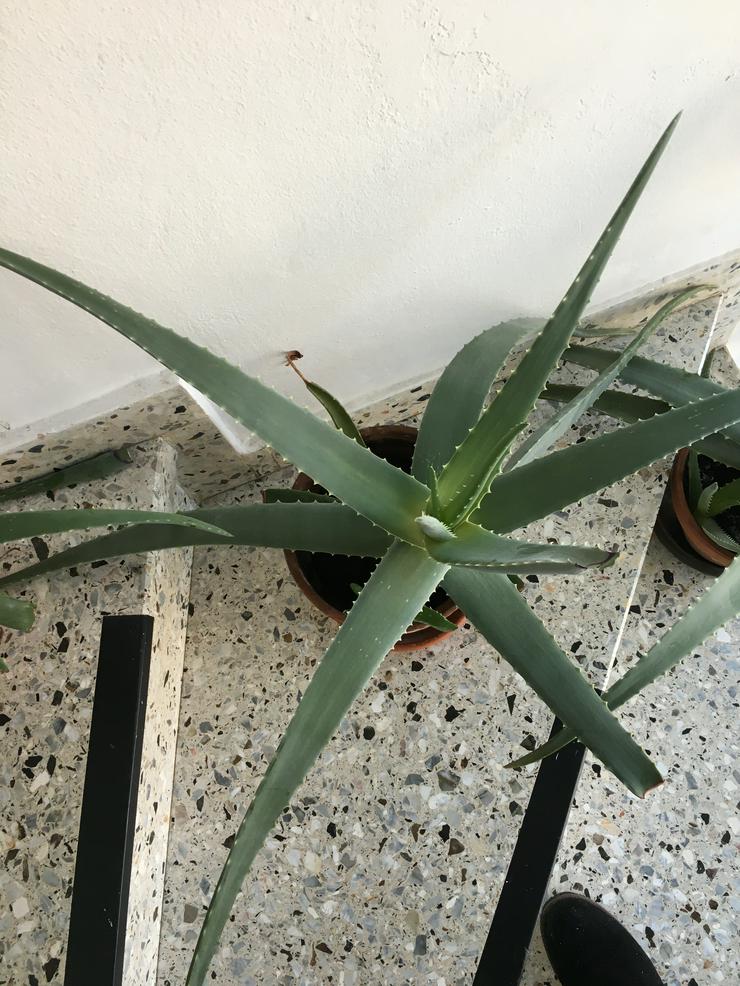 Bild 2: Aloe Vera Pflanzen