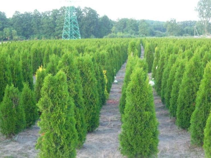 Thuja Smaragd 80-100 cm Lebensbaum Smaragd - Heckenpflanzen Wurzelballen Unsere Transport