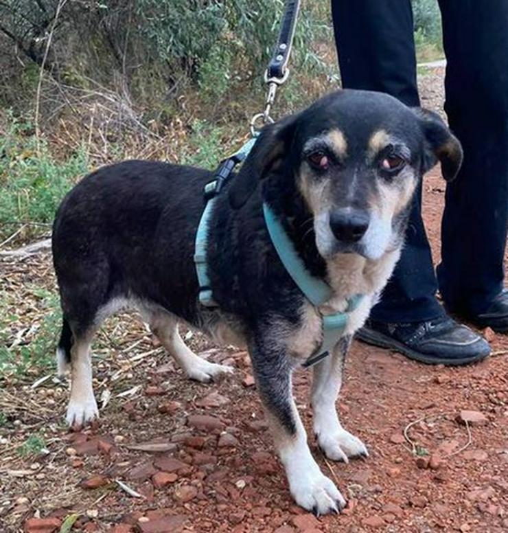 Bild 7: LUNA - 35 cm - HUNDEDAME IN NOT  ! (aus dem Tierschutz)