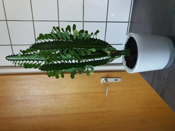 Kaktus mit Blumentopf 48 cm höhe 