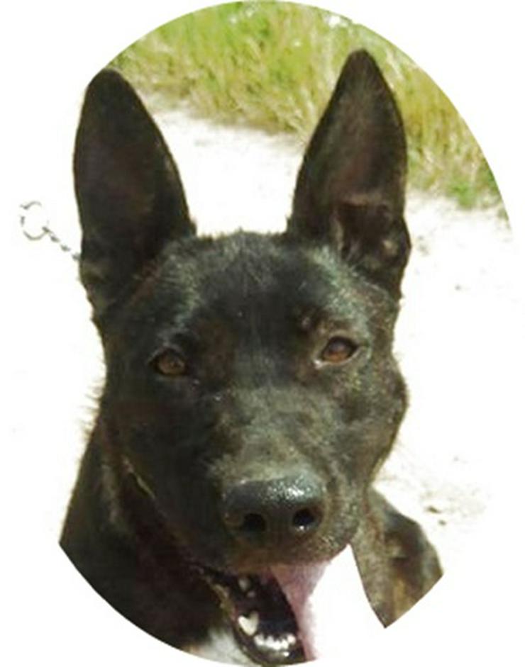 ANGIE - 60 cm - TRAUMHUND SUCHT ZUHAUSE!  (aus dem Tierschutz) - Mischlingshunde - Bild 1