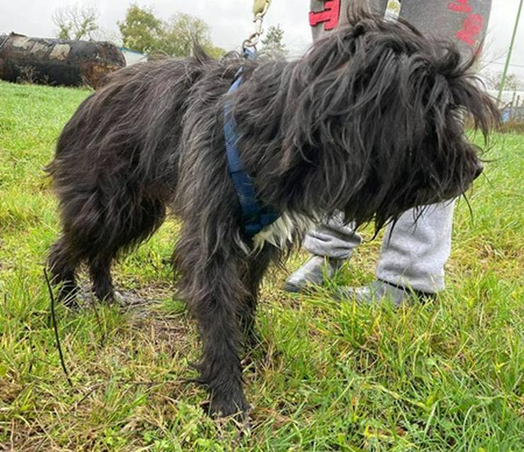 Bild 4: BOJTI -  45 cm - HUNDEOMA SUCHT ZUHAUSE! (aus dem Tierschutz)