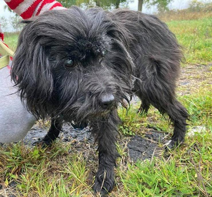 Bild 6: BOJTI -  45 cm - HUNDEOMA SUCHT ZUHAUSE! (aus dem Tierschutz)