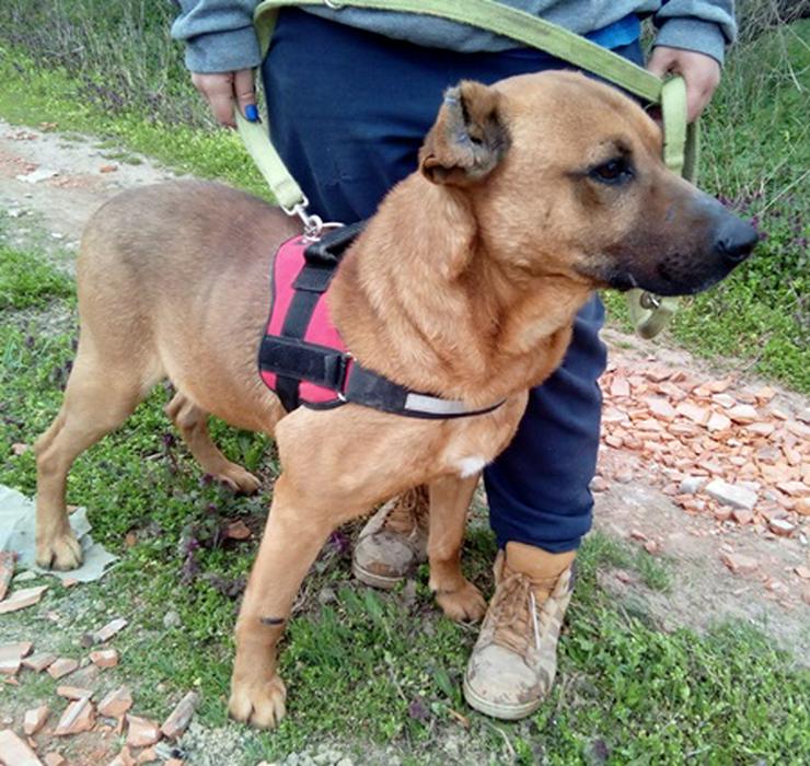 Bild 9: BUKSI -  56 cm - SUCHT EIN ZUHAUSE! (aus dem Tierschutz)