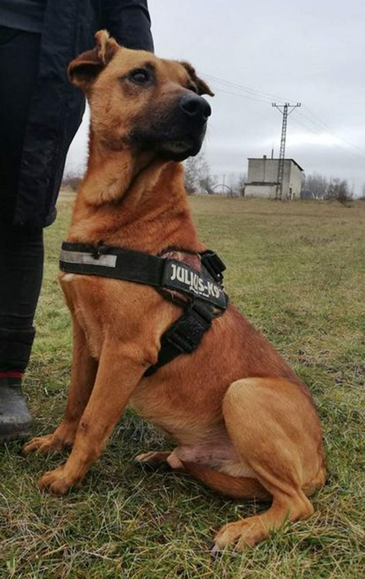 Bild 3: BUKSI -  56 cm - SUCHT EIN ZUHAUSE! (aus dem Tierschutz)