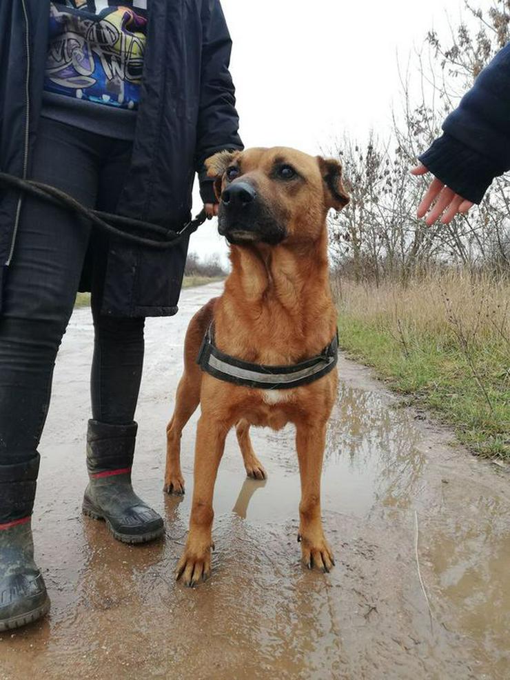 BUKSI -  56 cm - SUCHT EIN ZUHAUSE! (aus dem Tierschutz) - Mischlingshunde - Bild 5