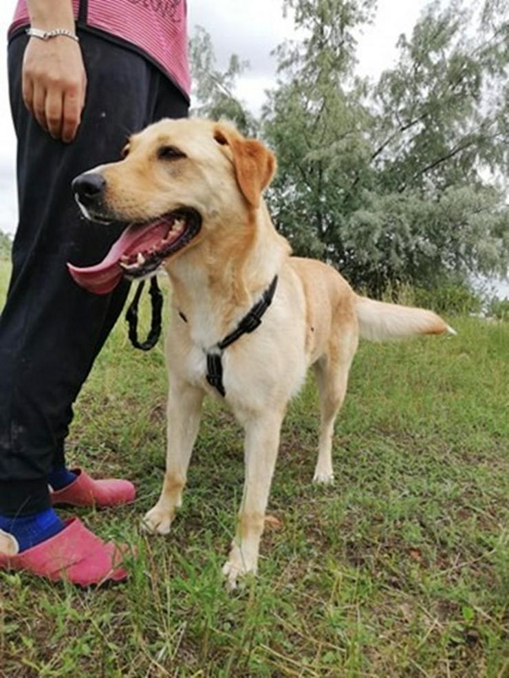 LIZA -  58 cm - BLONDINE SUCHT FAMILIENANSCHLUSS! (aus dem Tierschutz) - Mischlingshunde - Bild 5