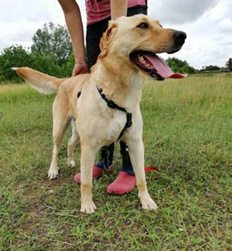 LIZA -  58 cm - BLONDINE SUCHT FAMILIENANSCHLUSS! (aus dem Tierschutz) - Mischlingshunde - Bild 7