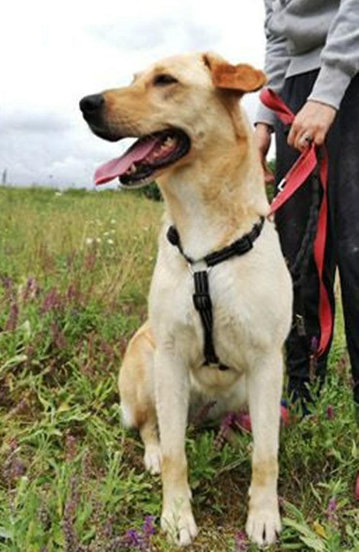 LIZA -  58 cm - BLONDINE SUCHT FAMILIENANSCHLUSS! (aus dem Tierschutz) - Mischlingshunde - Bild 6