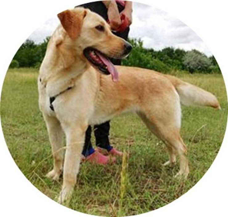 LIZA -  58 cm - BLONDINE SUCHT FAMILIENANSCHLUSS! (aus dem Tierschutz) - Mischlingshunde - Bild 1