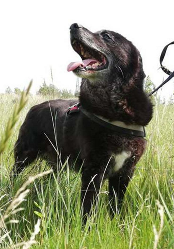 RIGO - 50 cm -HUNDEOPA SUCHT ZUHAUSE!  (aus dem Tierschutz) - Mischlingshunde - Bild 3
